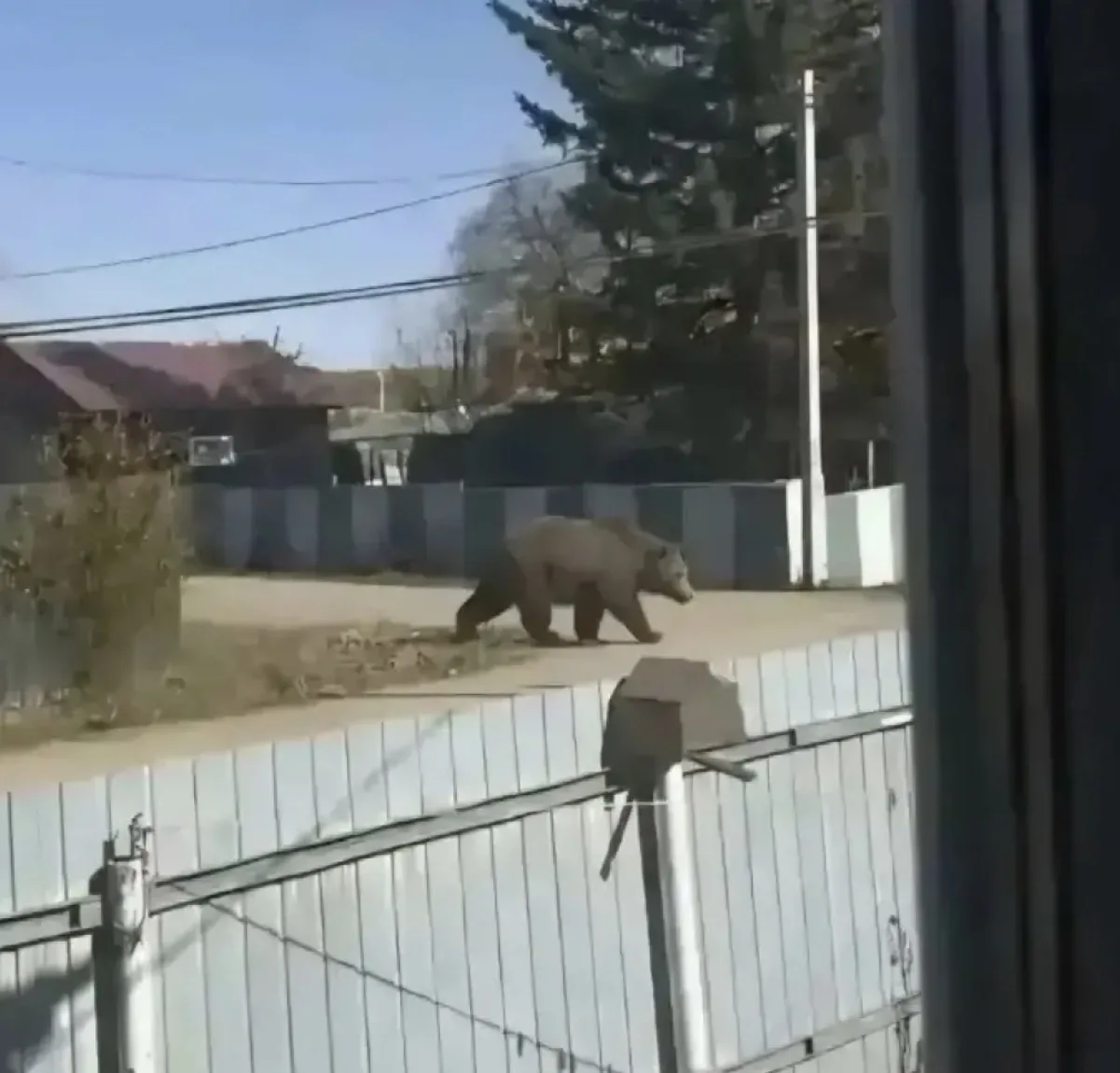 🙈 Россиянка сгенерировала фото медведя и получила штраф.