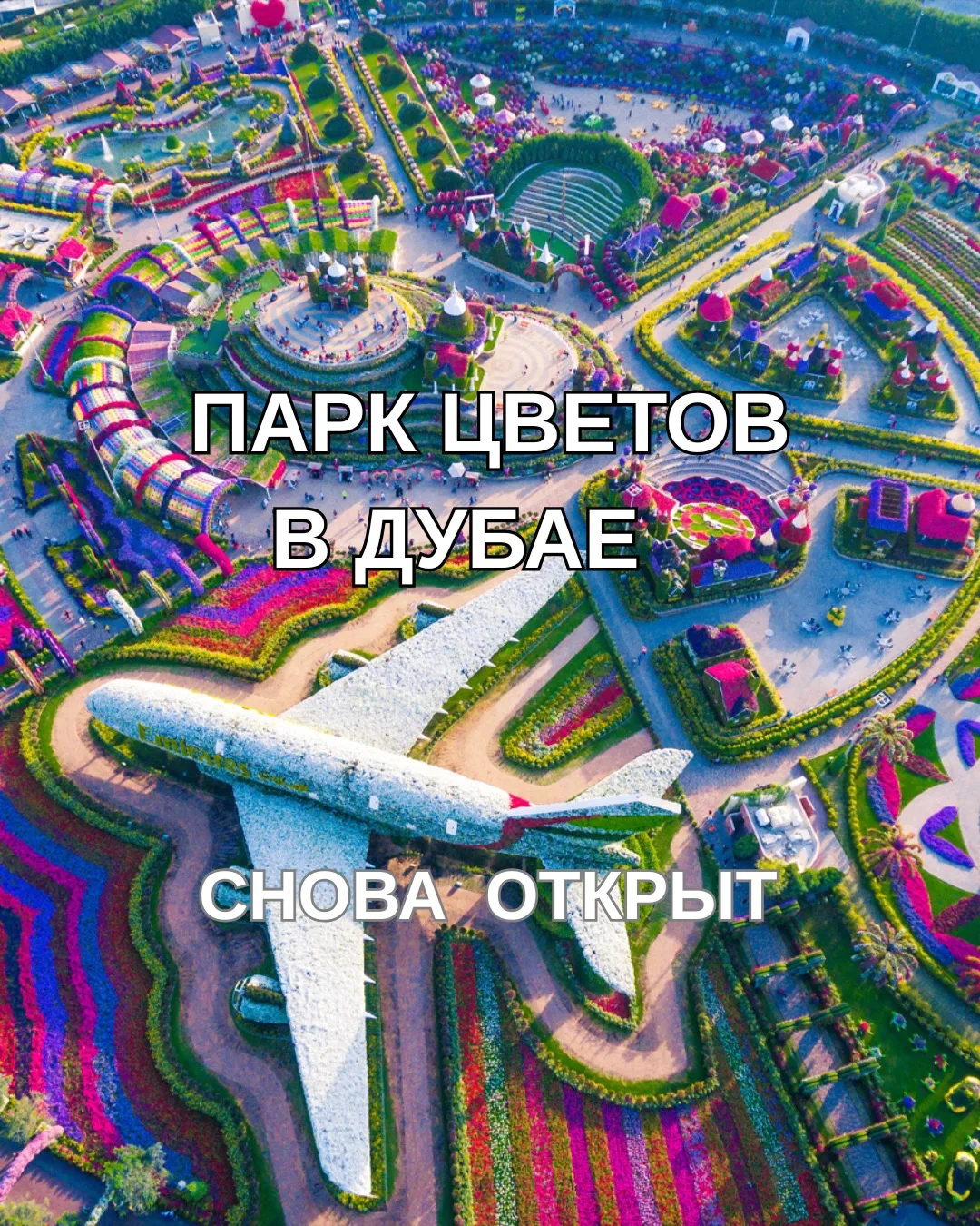 В Дубае снова открылся Dubai Miracle Garden - знаменитый парк цветов!