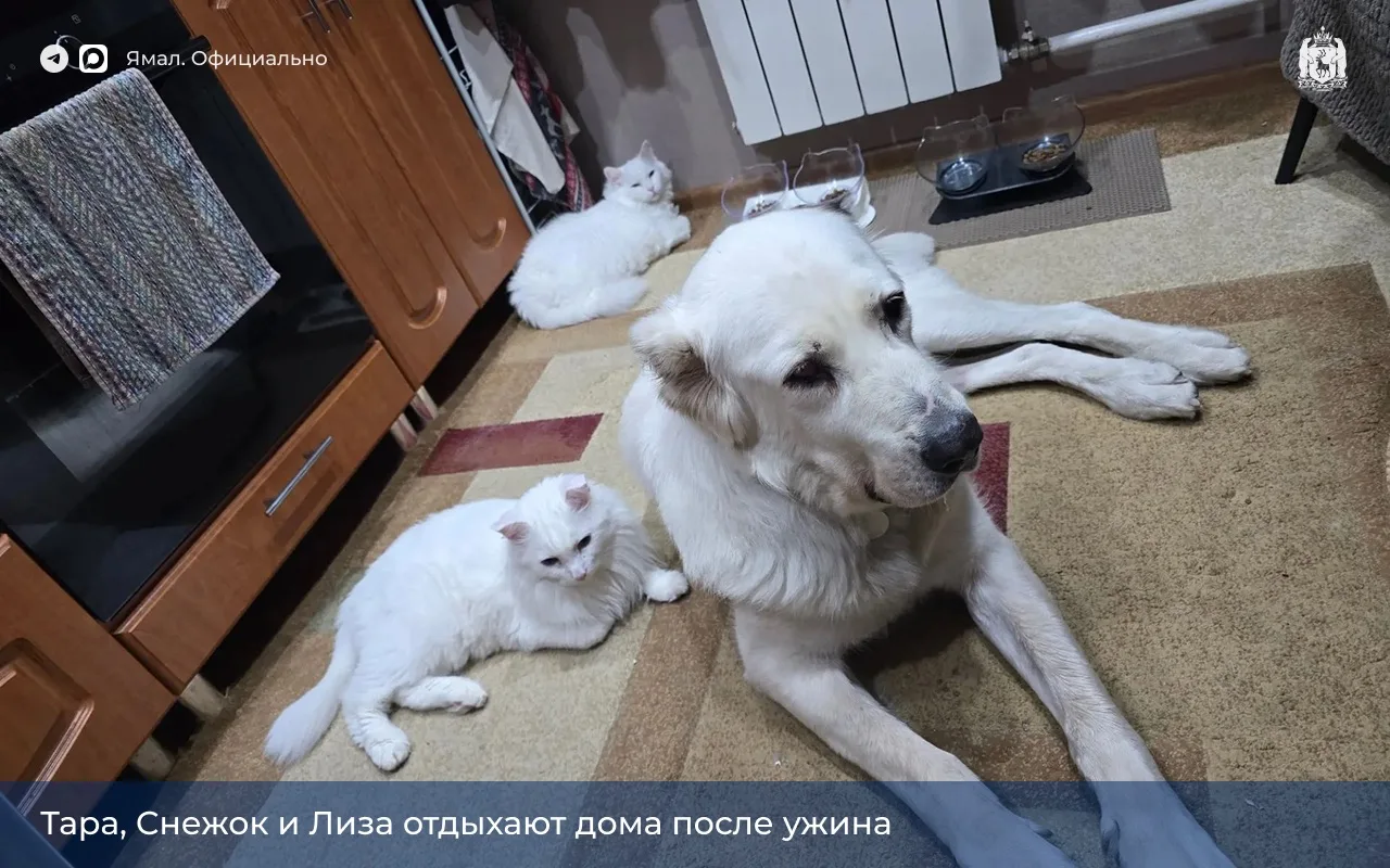 Доска объявлений. Раздел: нашёл друга — 2 ✅