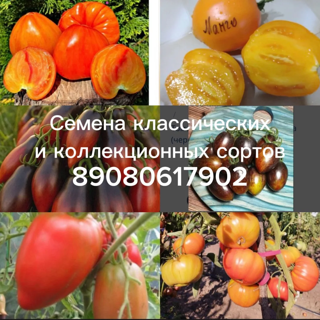 Сорт 10 семян 35 руб, к заказу подарок. Доставка почтой или озон.89080617902