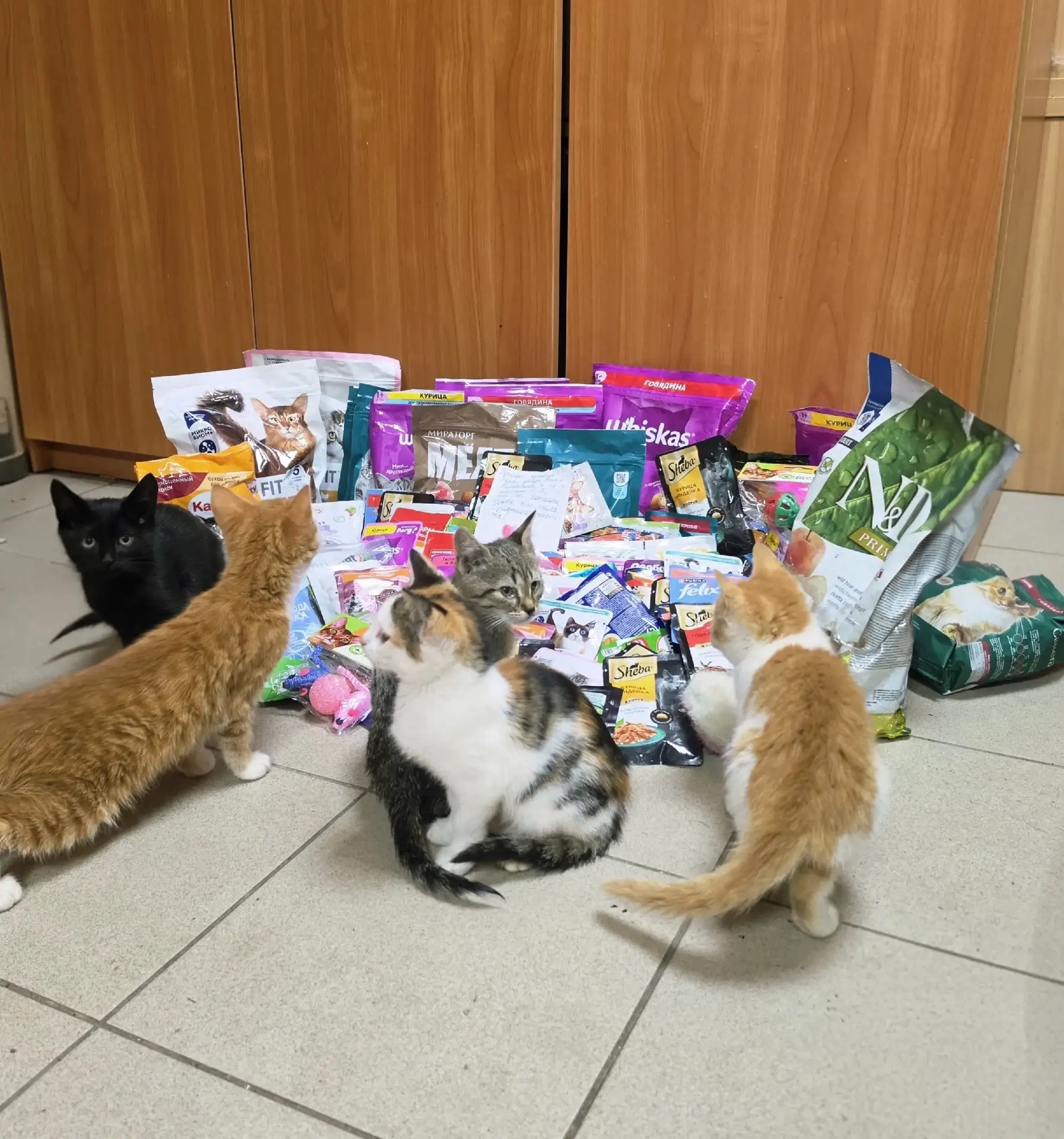 🐈🐈‍⬛Тверской театр кукол собрал подарки для бездомных животных