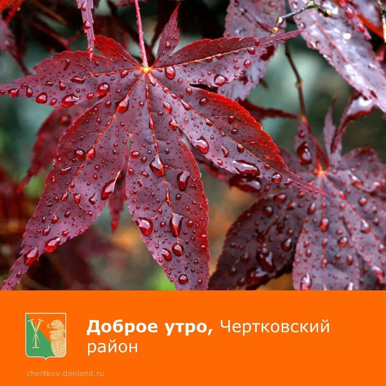Доброе утро, уважаемые жители Чертковского района. В этот осенний день желаем вам хорош...