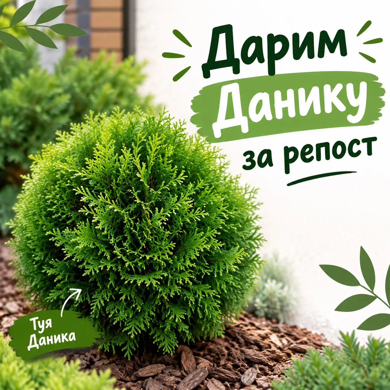 Друзья, мы в вк разыгрываем тую🥳