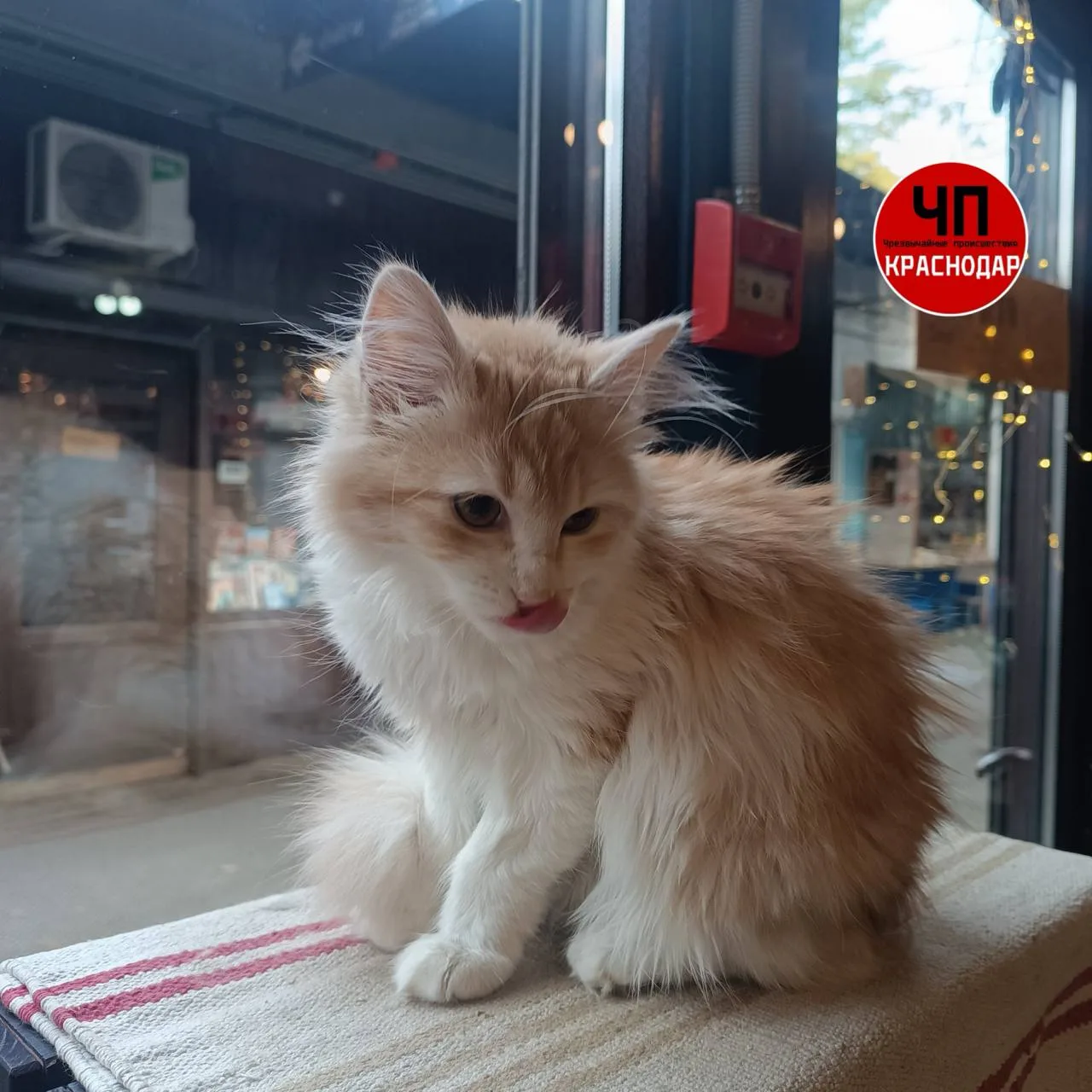 🐈 Кошку Джинни нашли спустя 22 часа благодаря неравнодушным людям