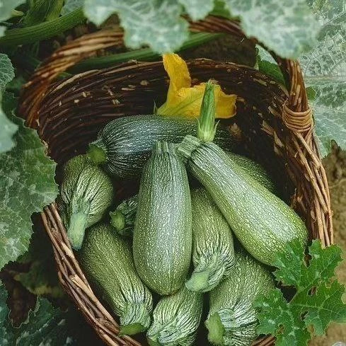 🌶 Κабачки в остром соусе