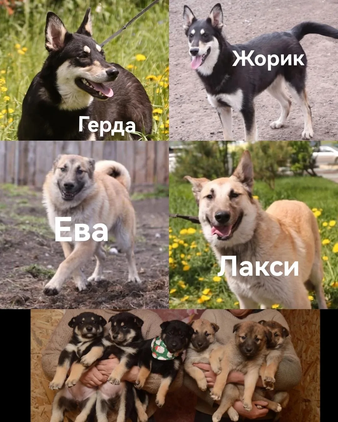 Нужен корм ДИЛЛИ для Герды, Лакси, Евы и Жорика.