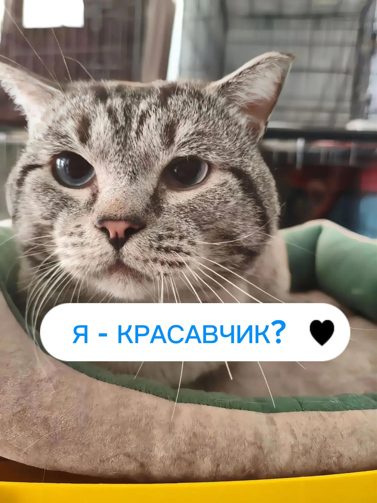 ❤️❤️❤️Тай просто напоминает в эту пятницу, что он оооочень красивый, милый и ласковый к...