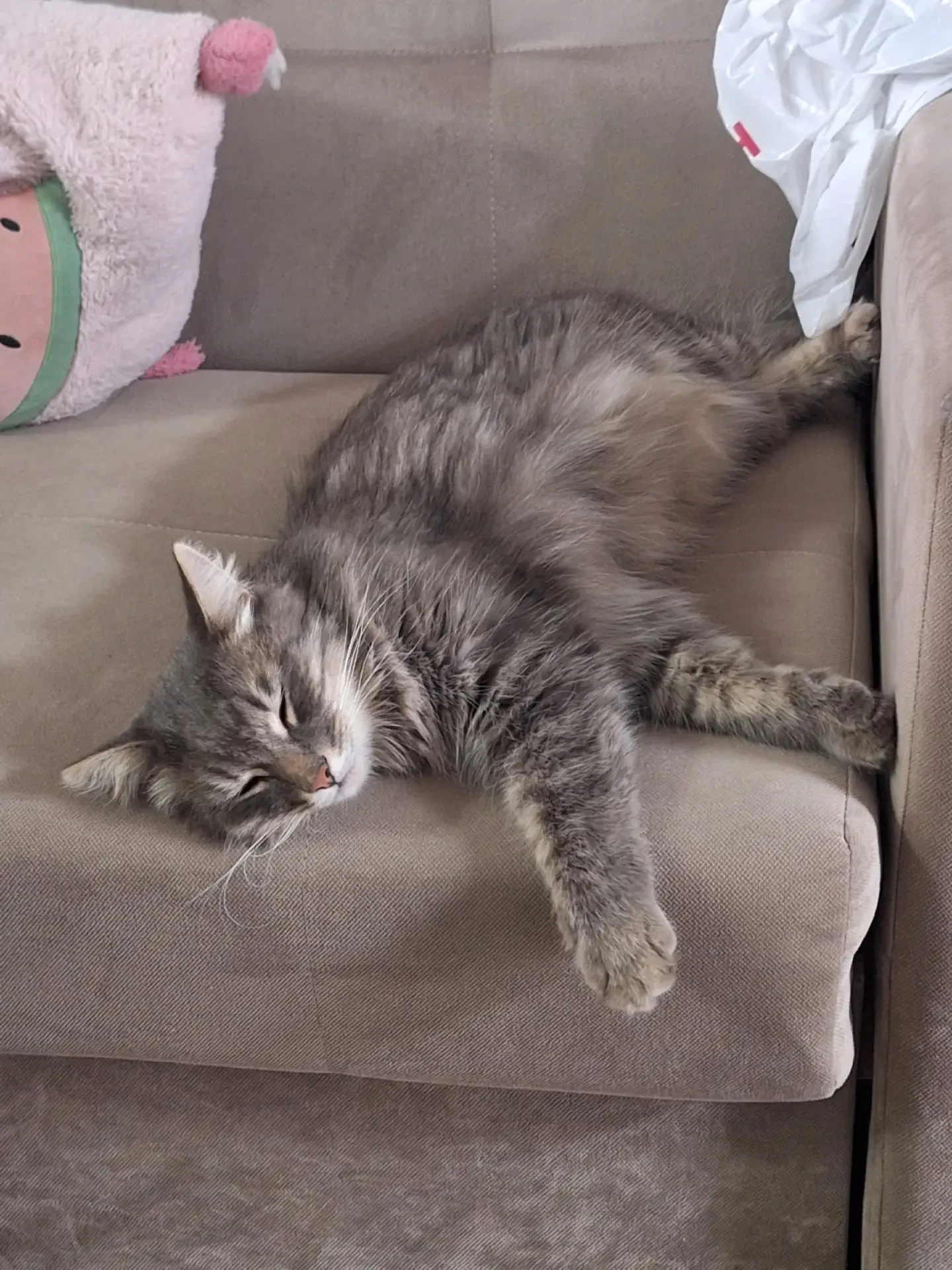🐈 Нашли кота — ищем хозяина