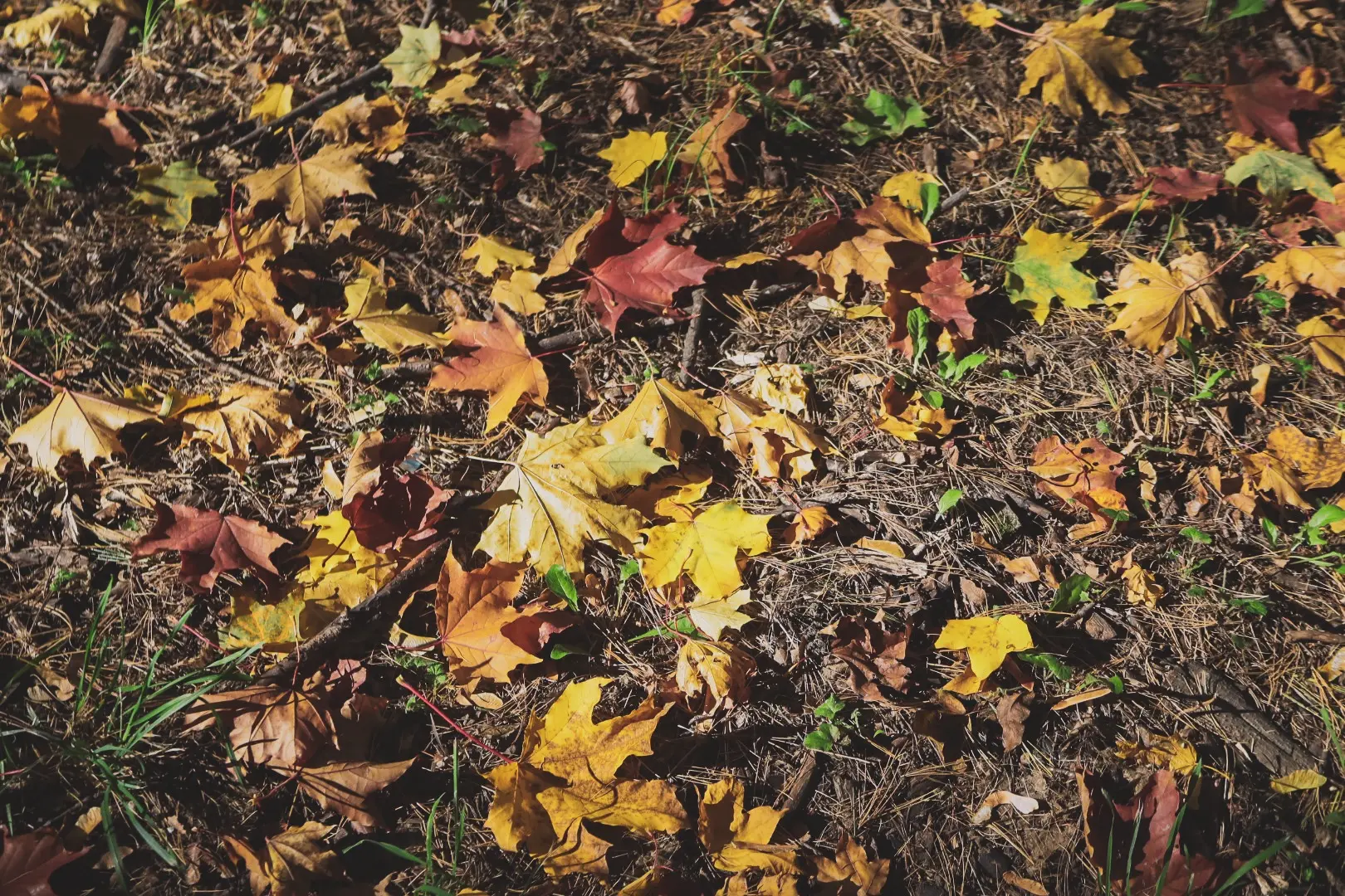 🍂 Осенние зарисовки фотографов Лестеха