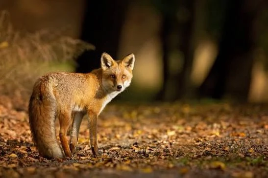 🦊 Внимание: в Альметьевске замечены лисы!