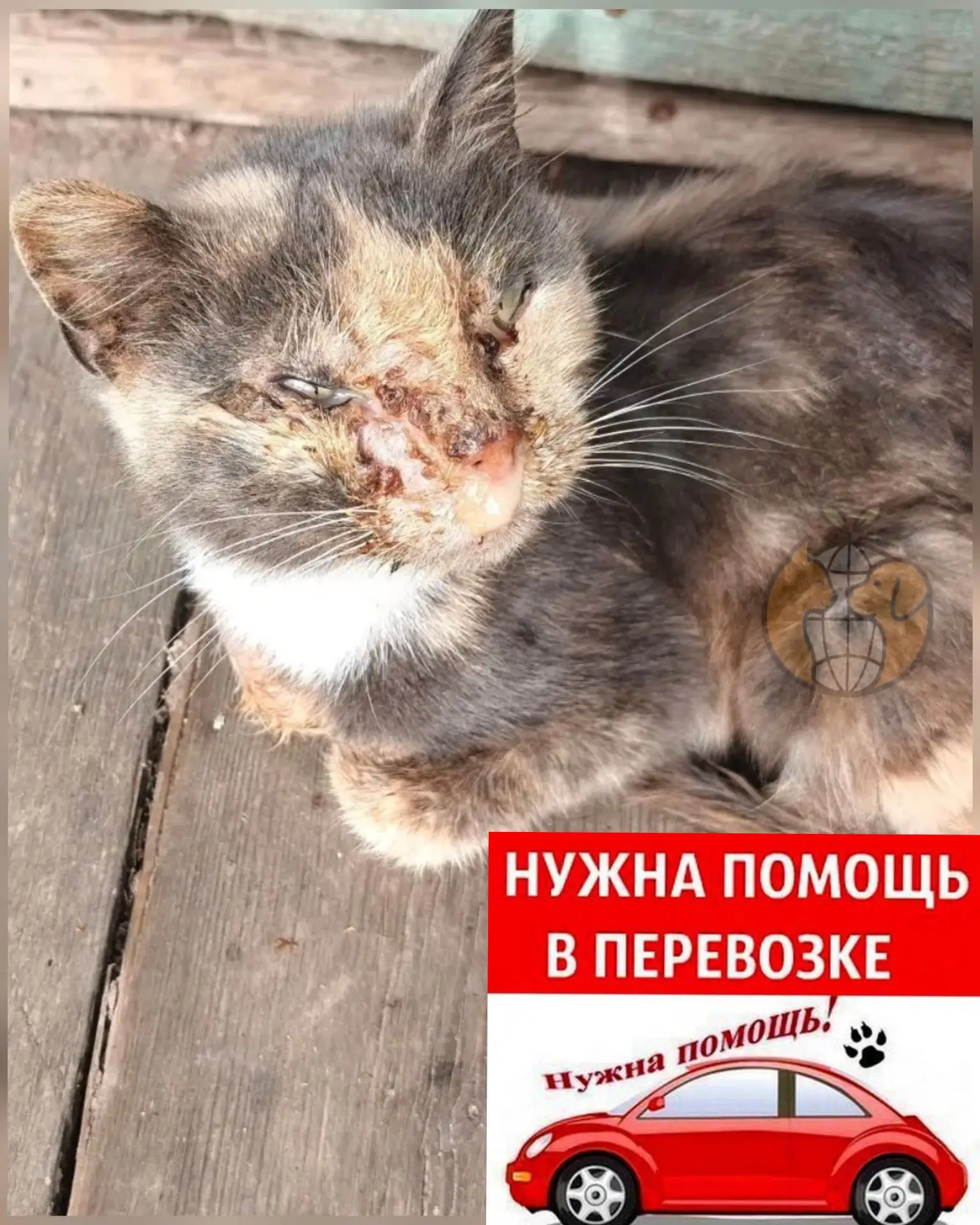Т.к кошку до пятницы не могут к нам привезти, чтобы не терять время (которое сейчас мож...