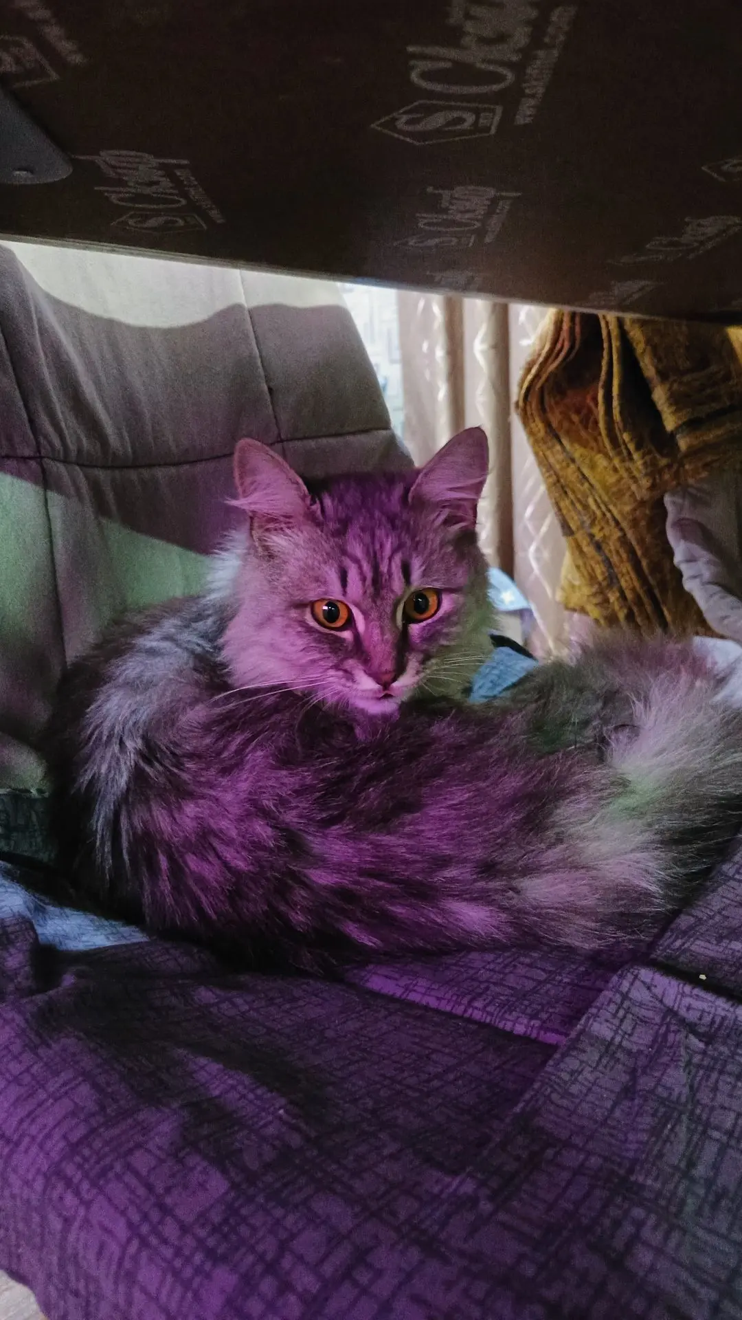 Чей потеряшка, котик! Звонить по номеру +79878835443