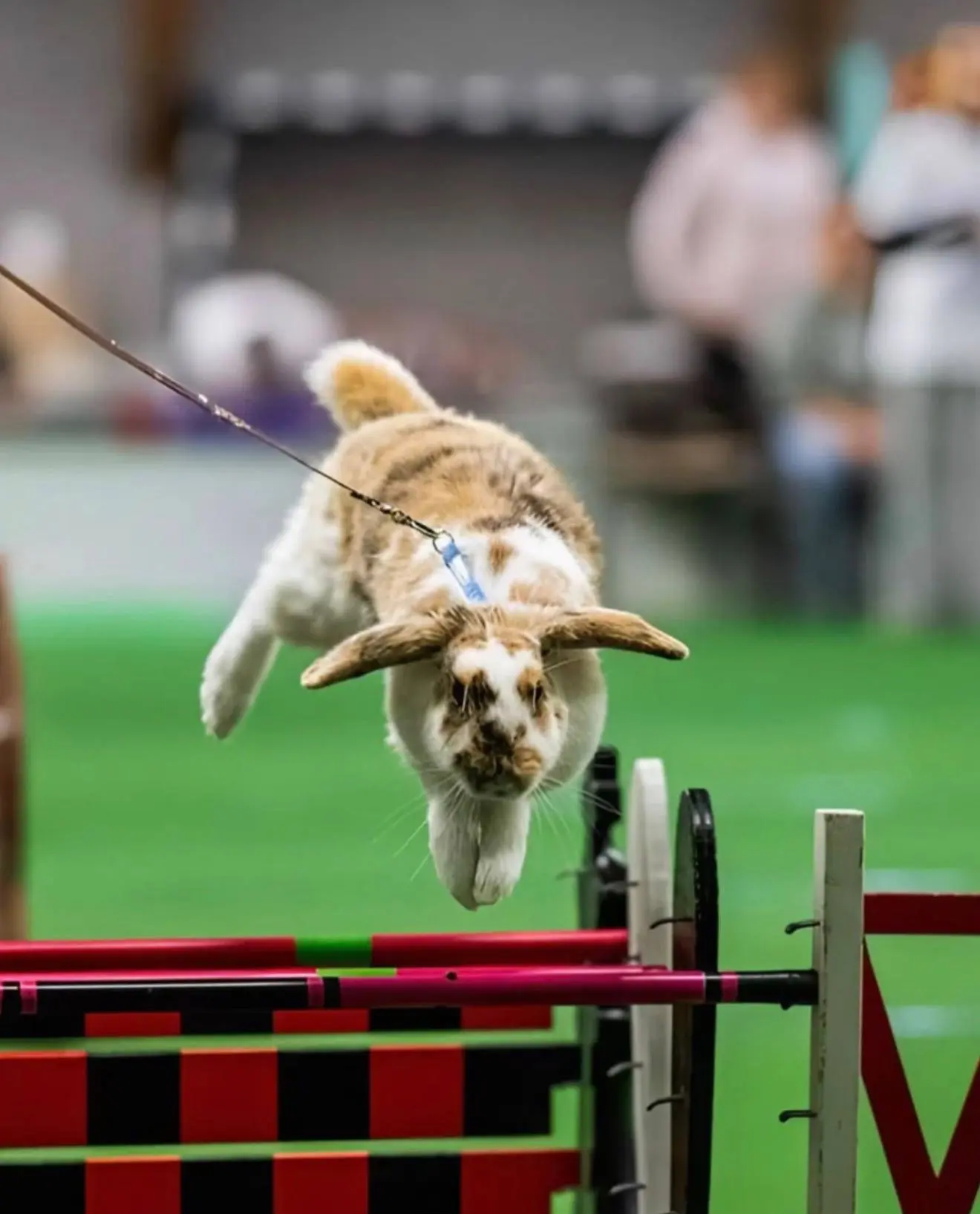 🐰В Европе прошёл чемпионат по прыжкам среди кроликов!