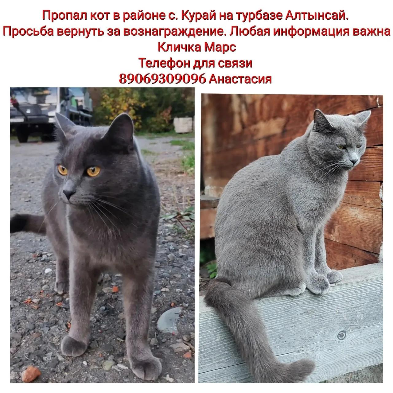 Пропал кот.