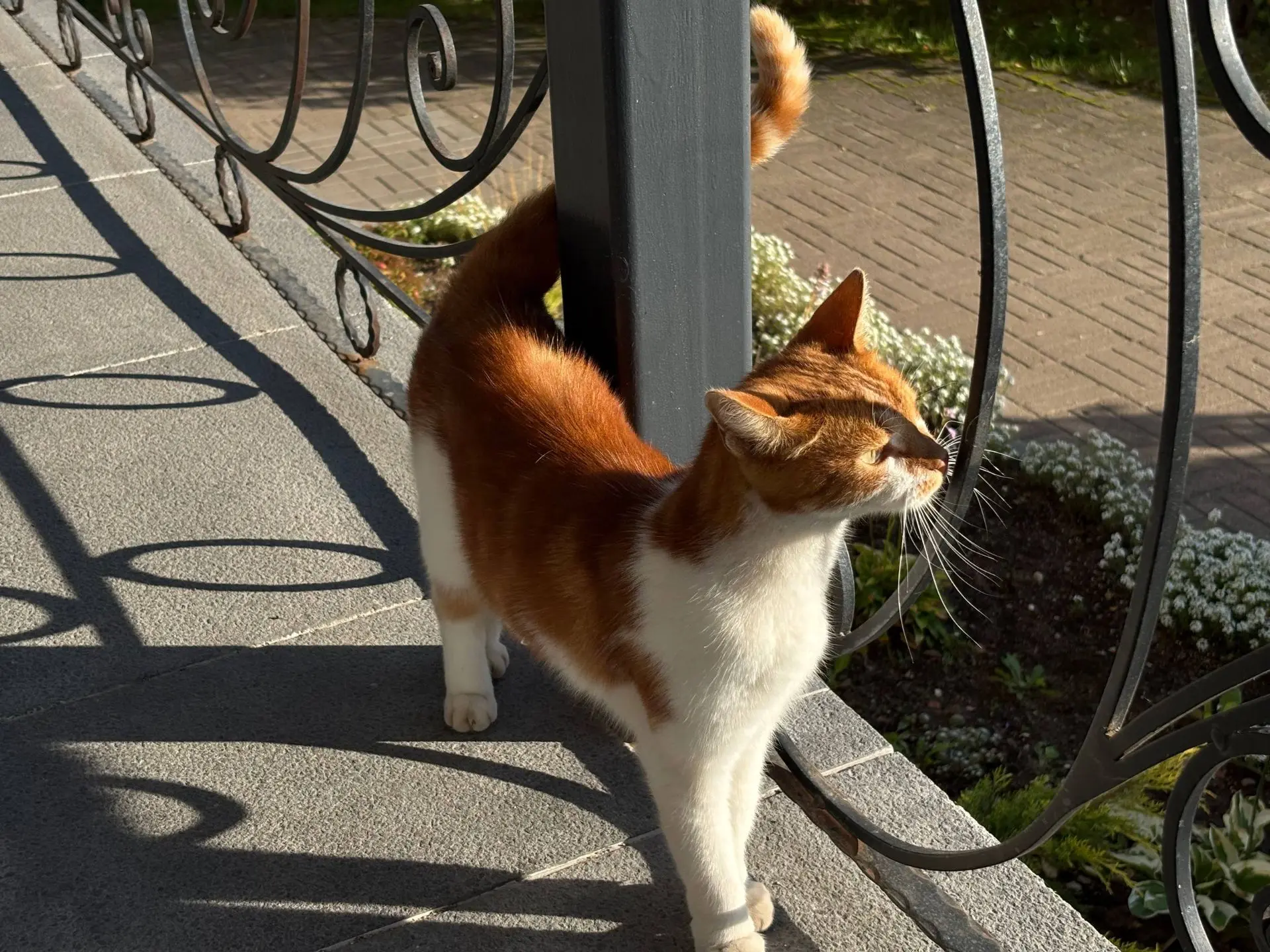 🐱 Кажется, у нас новый администратор офиса.