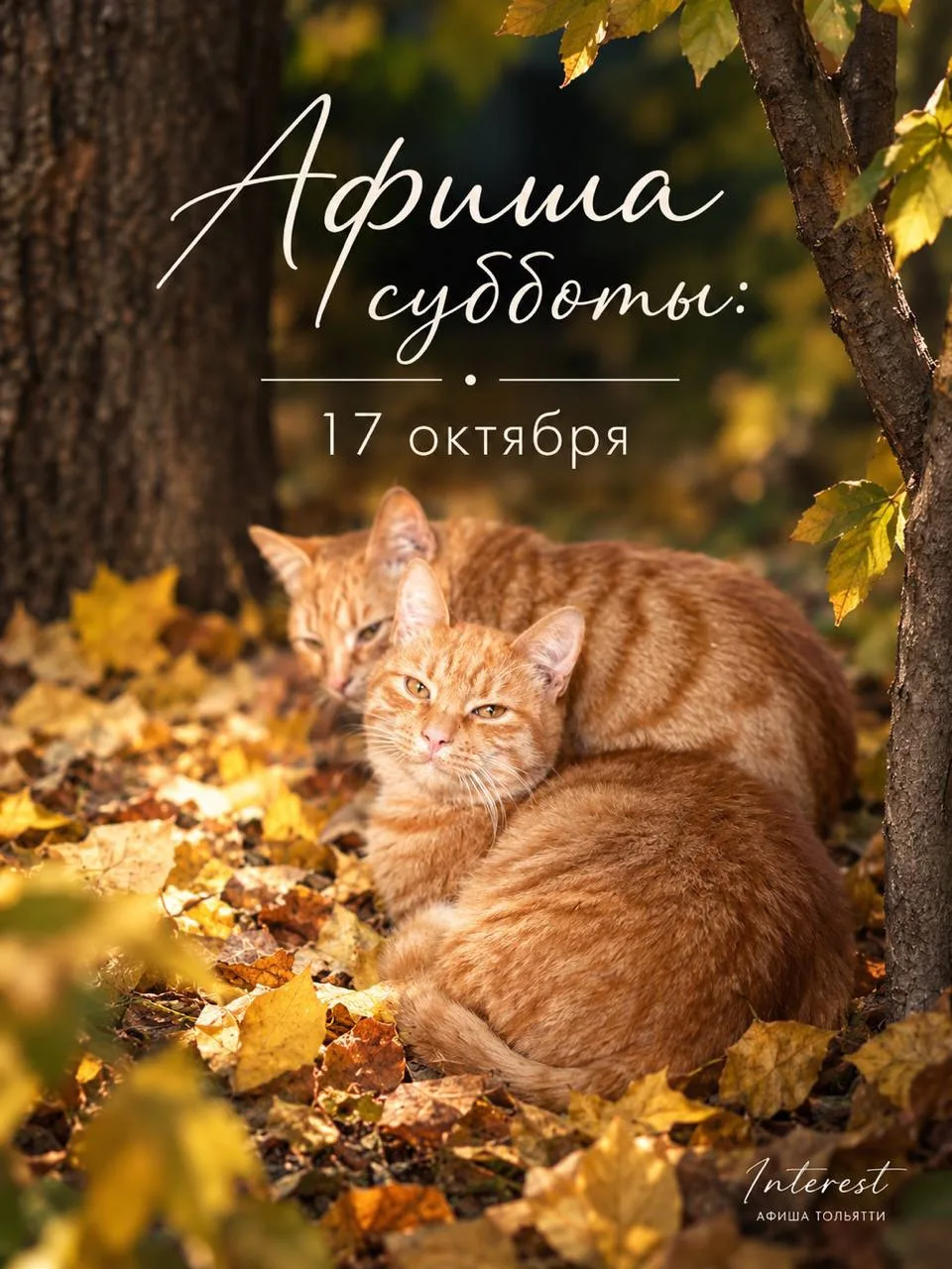 😸Дома полежим потом: 25 идей досуга для субботы в Тольятти: 17 октября