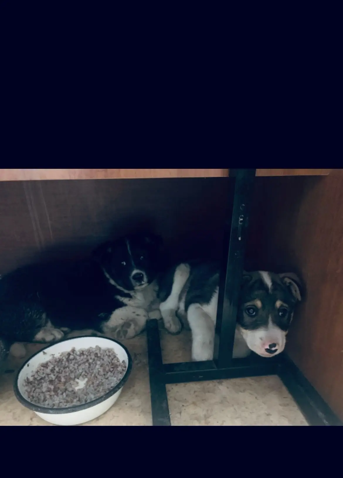 Отдам в добрые руки 2 прекрасных девочек 💕