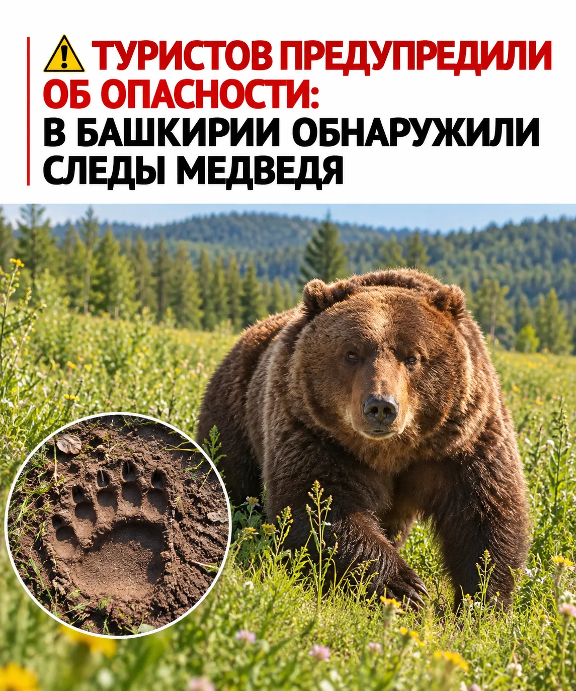 🐾 Косолапый где-то рядом: в Башкирии нашли следы медведя