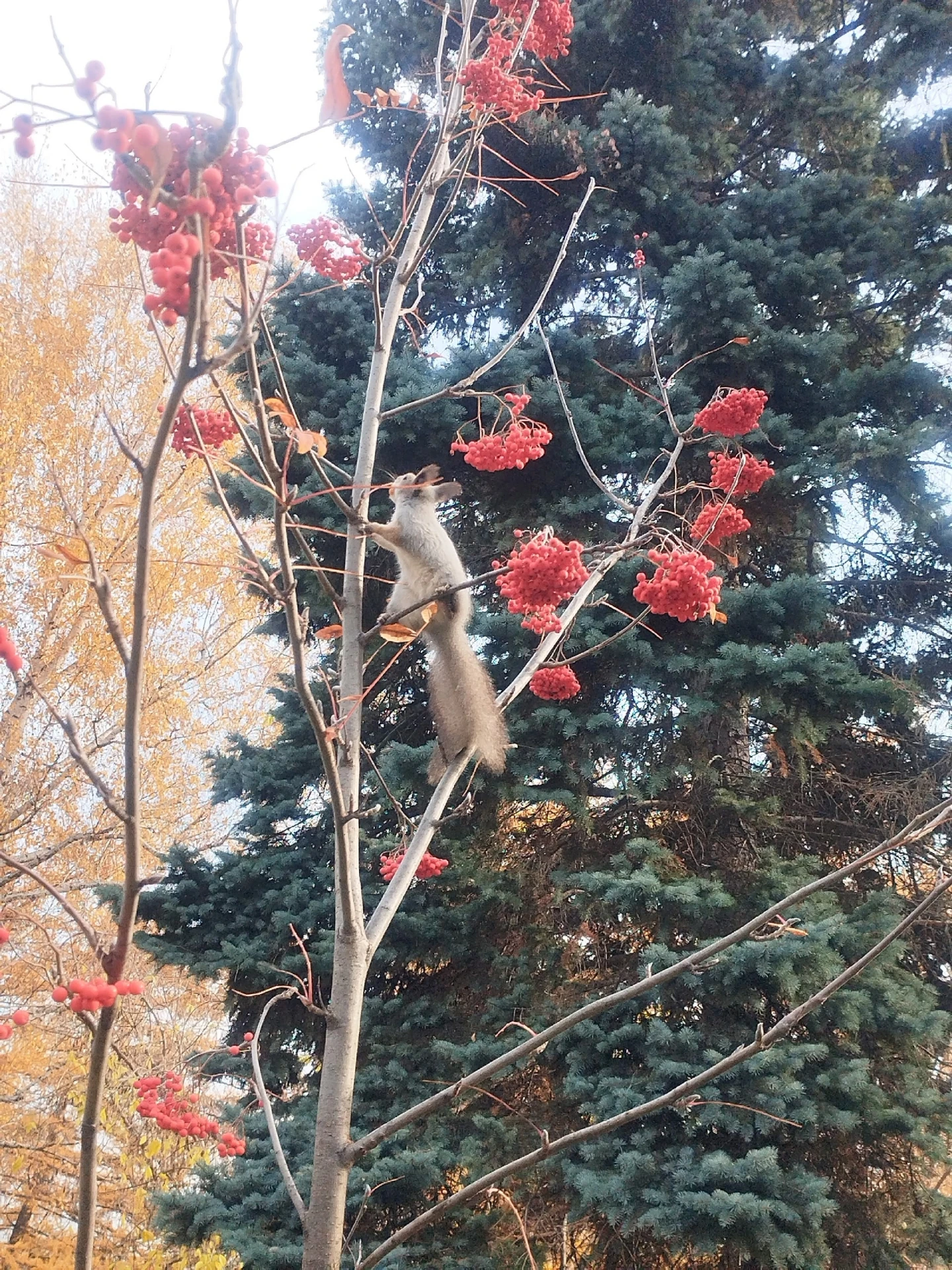 🐿Ловко перепрыгивая с ветки на ветку, озорная белка устраивается перекусить – в этом п...