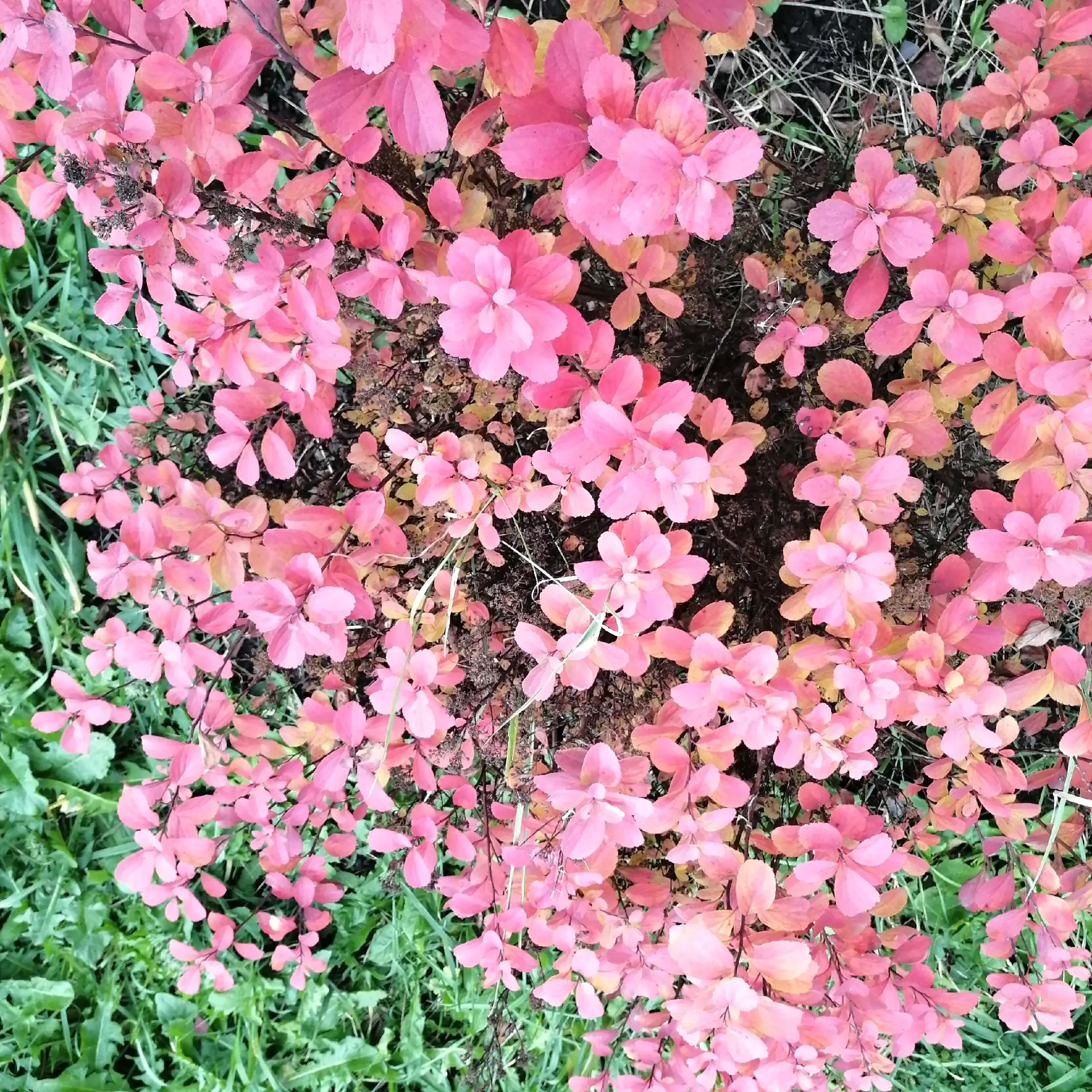 🍁 Нас учит осень замечать, как изменяется природа...