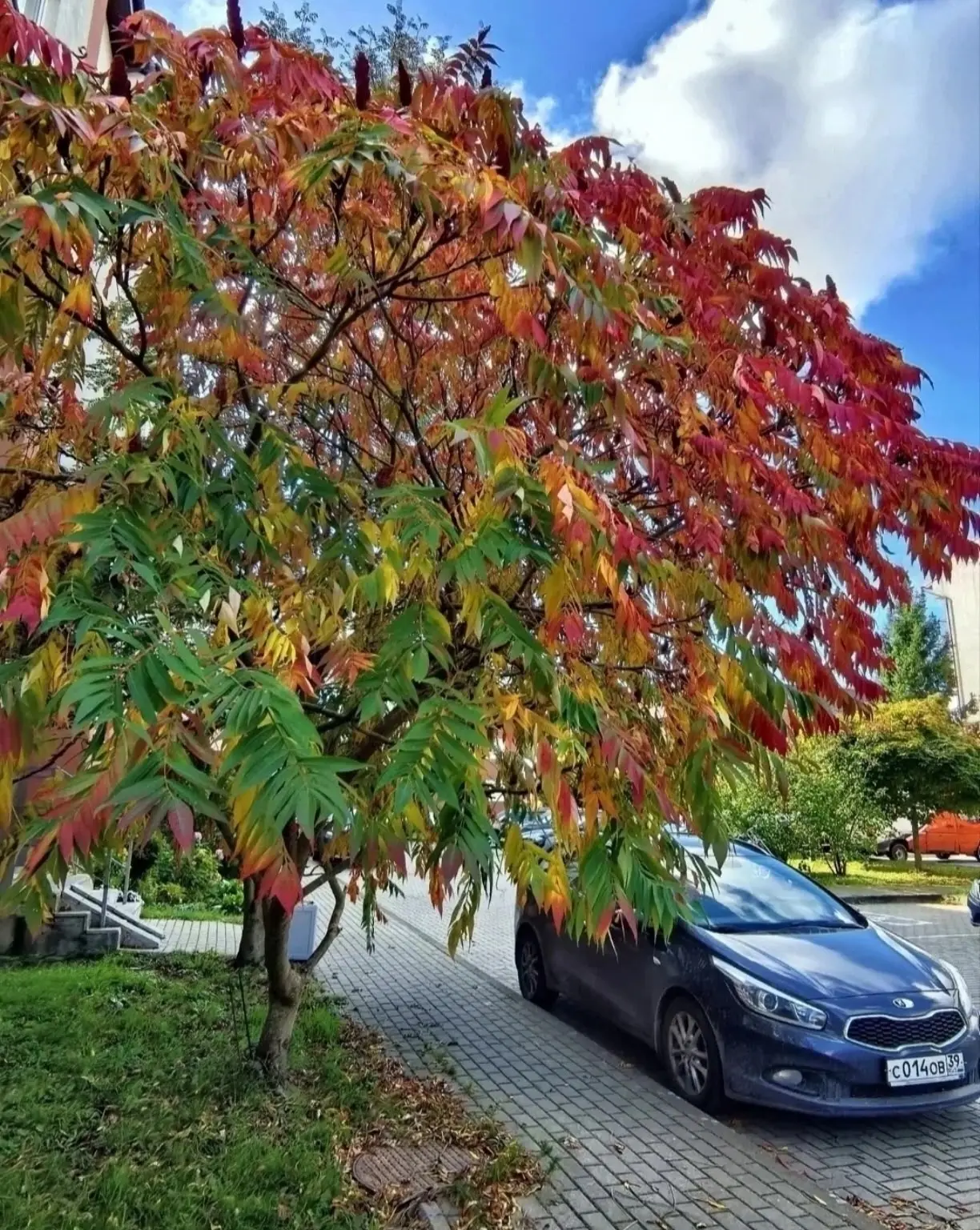 Краски осени в Калининграде 🍁
