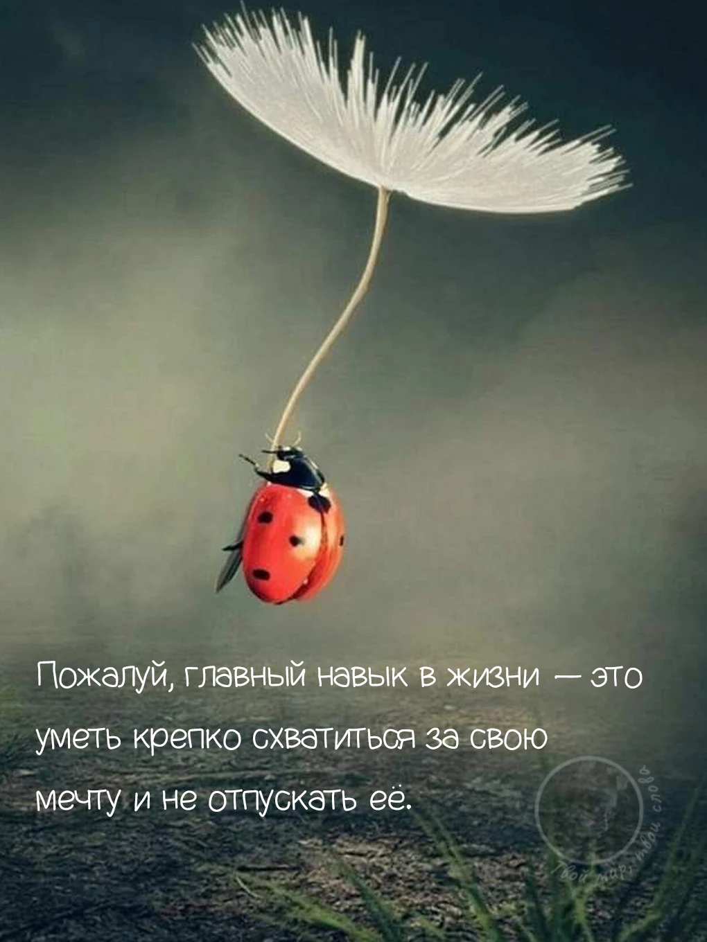 Твой мир, твои слова