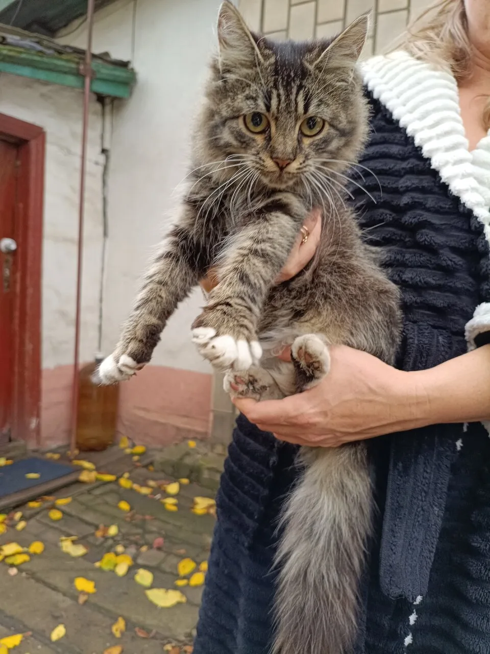 Отдам котят в добрые руки, Горловка