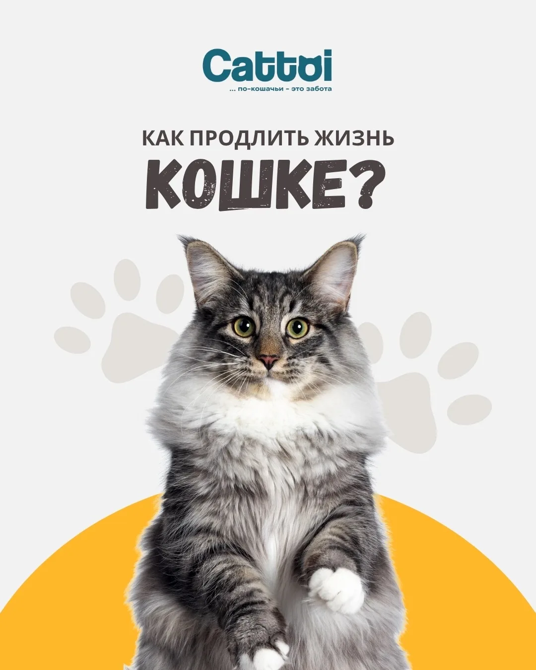 🐈 Как продлить жизнь кошки: советы ветеринаров