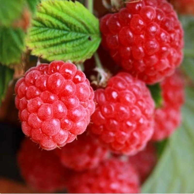 🍇 Малина - ягода известная, любимая многими. Это ценнейшая кладовая природы!