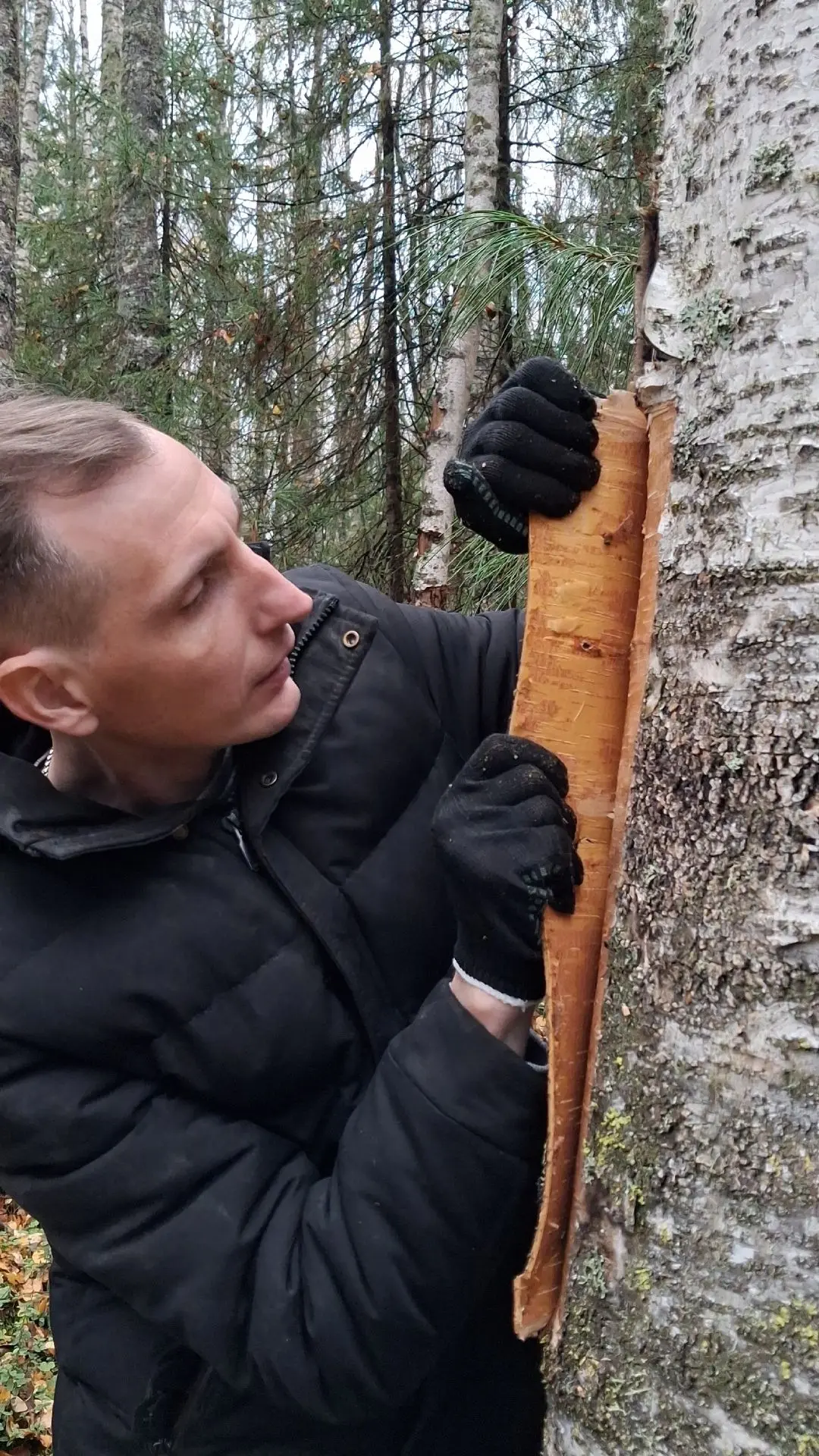 🌿 Учим будущих мастеров собирать бересту — по всем правилам и с уважением к традициям!