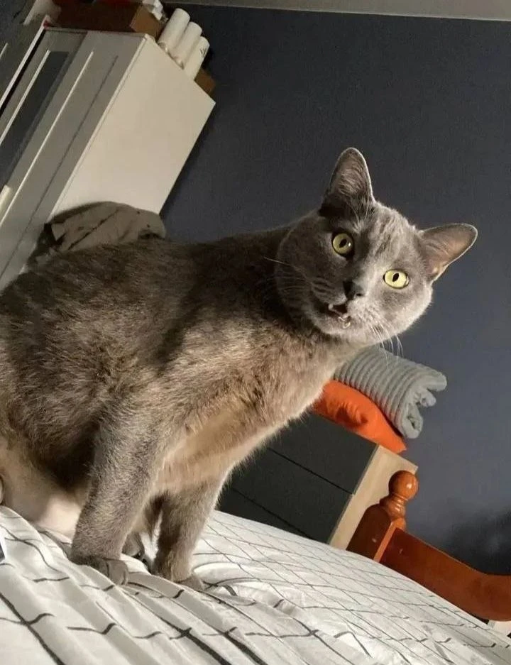 🐱Нашёлся кот Василий, который ещё в конце сентября пропал в аэропорту Краснодара.