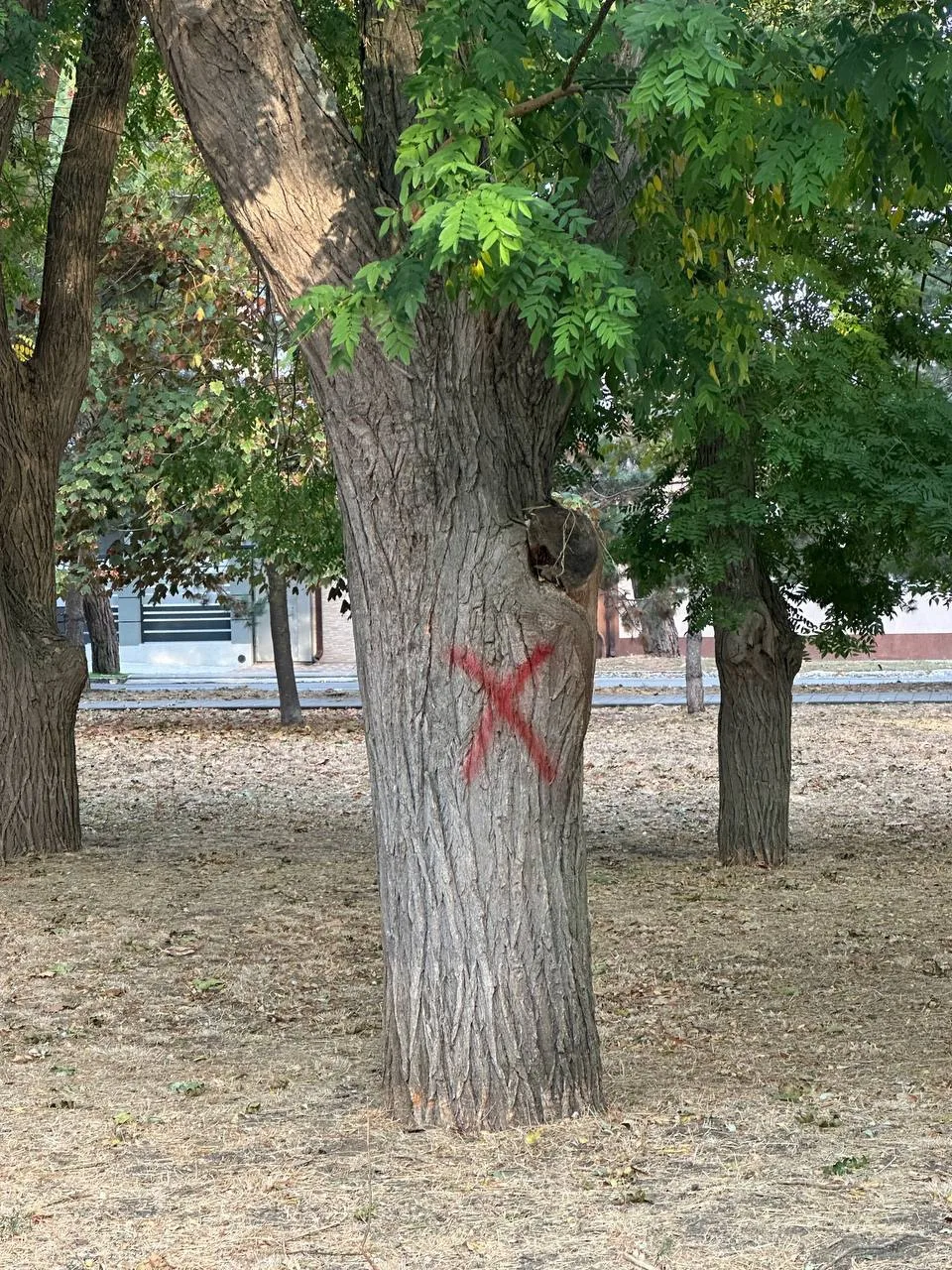 🌳 Метки краской на деревьях Анапы. Означает ли это, что их собираются спилить?