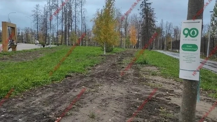 🌳 Вырубили юбилейную аллею в парке