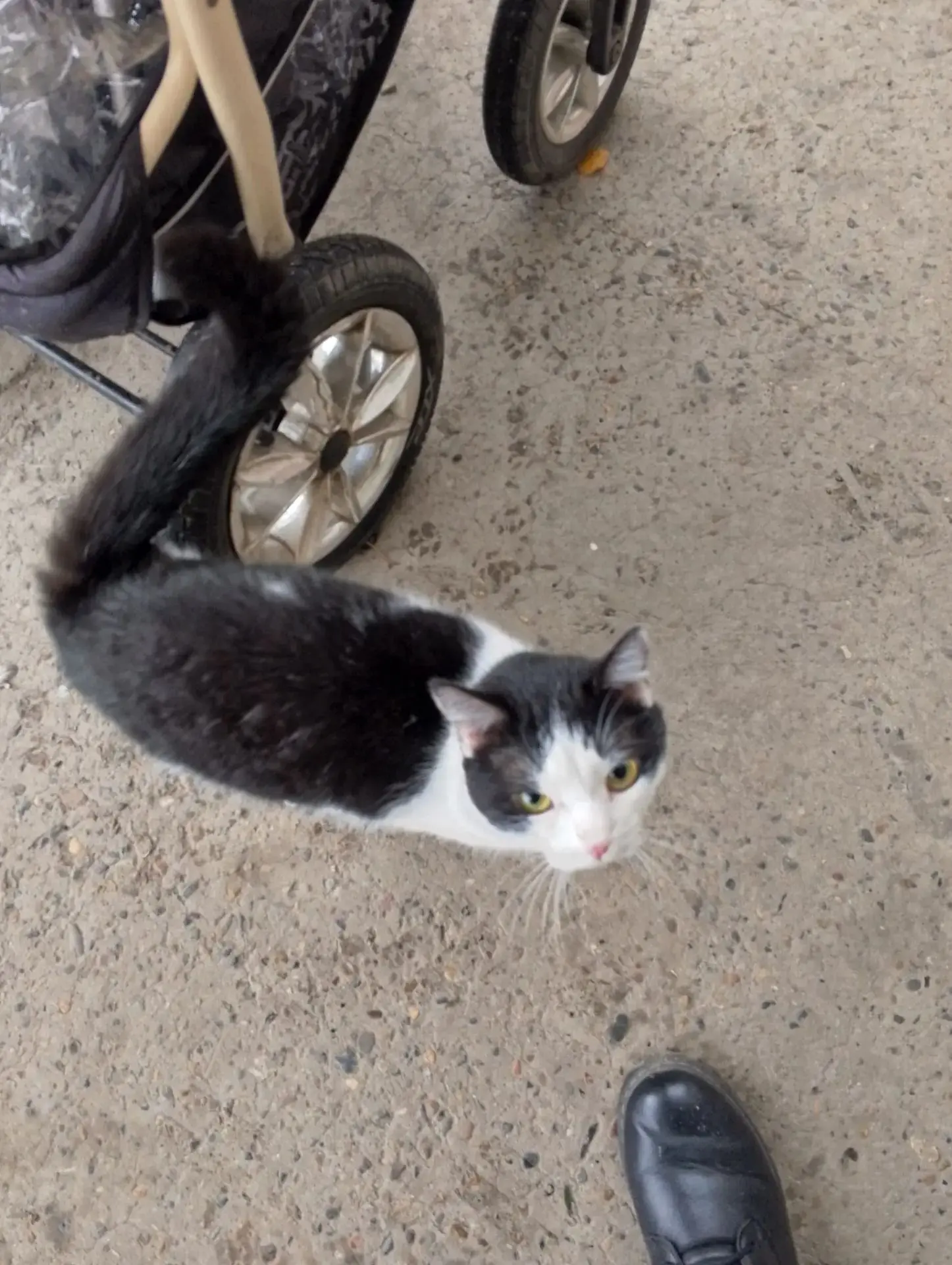 Простите пожалуйста что прошу о помощи 🙏 🥺😞🙏🙏🙏🙏Котик потерялся или выбросили, оч...