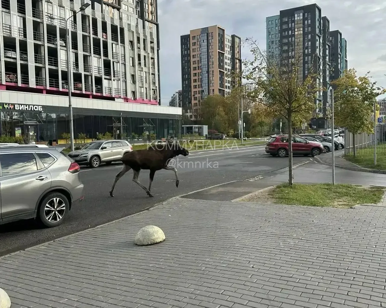 В Коммунарке заметили лося. Будьте осторожны на дорогах, особенно вблизи лесных массиво...