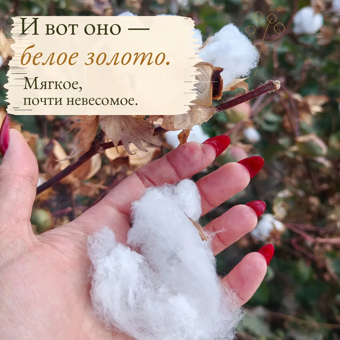 🌿 Белое золото Узбекистана