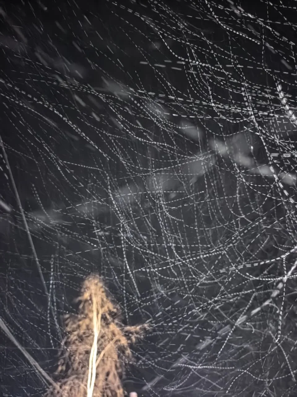 🌌 «Снежная паутина». Момент, когда осень передает права зиме❄️🌬️