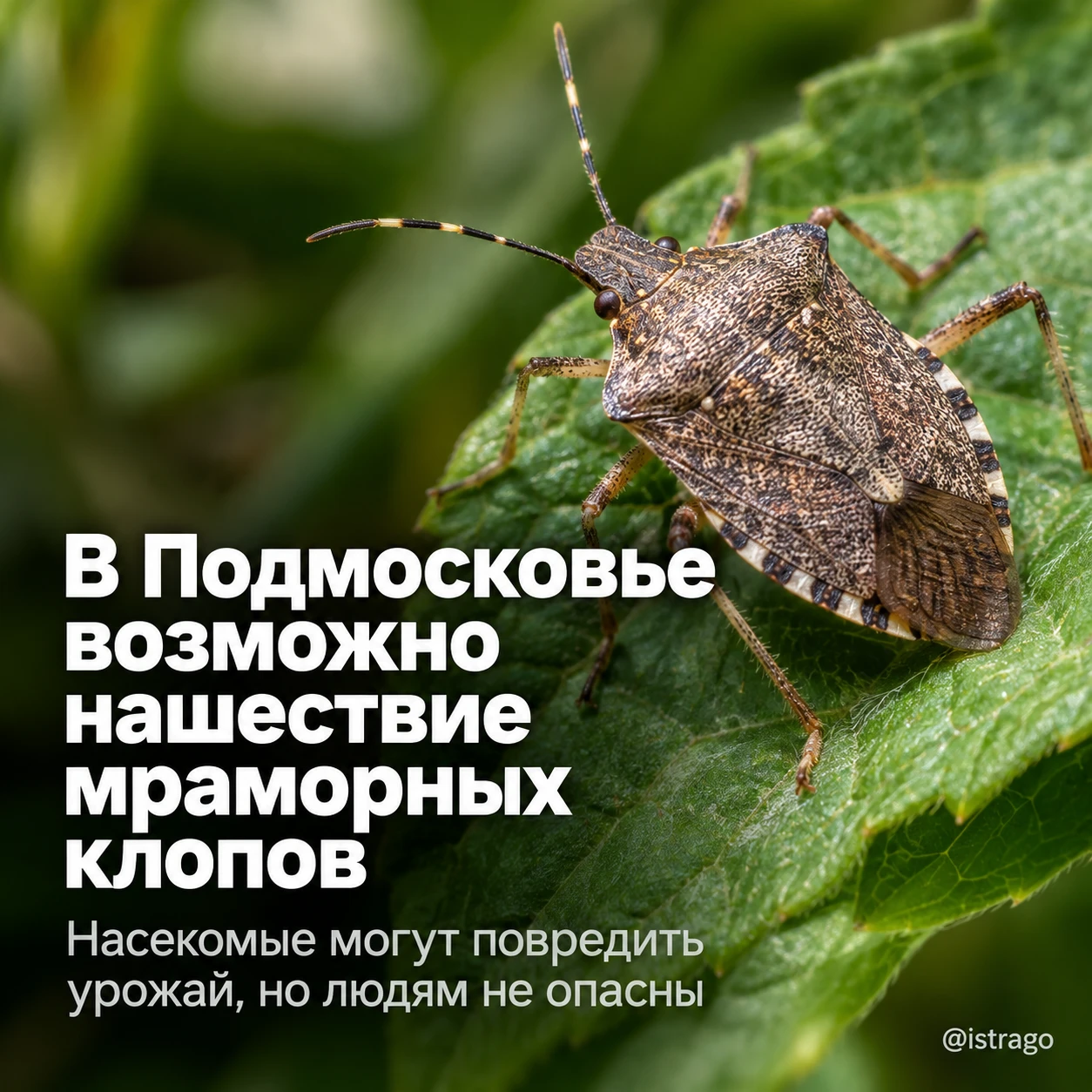 🐞 В Подмосковье возможно нашествие мраморных клопов-вонючек