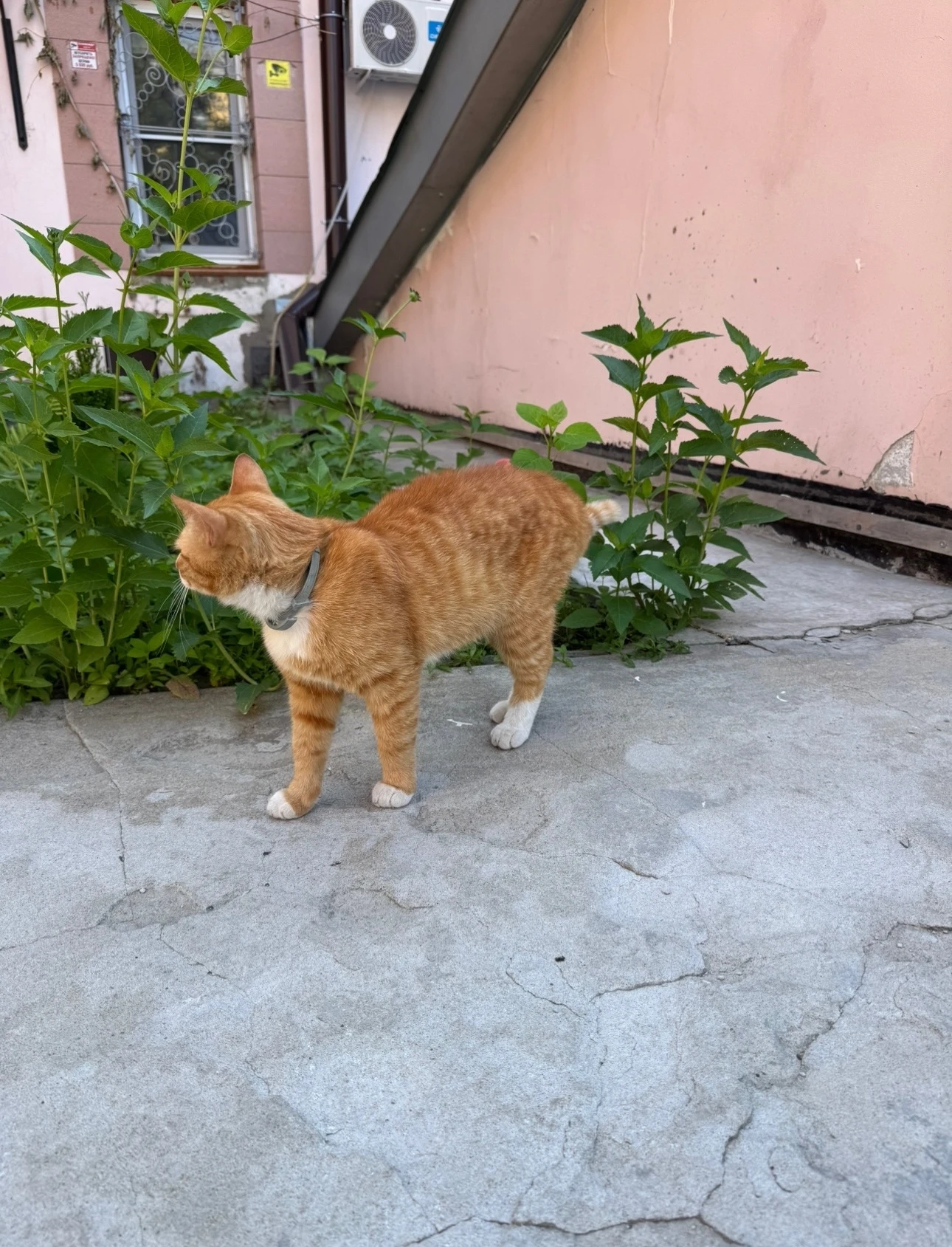 Пропал кот. Район центрального рынка (Базарная, Носовская, Коммунальная) Очень контактн...