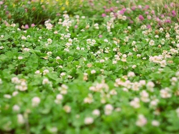 Чем заменить обычный газон 🌿 5 лучших альтернатив