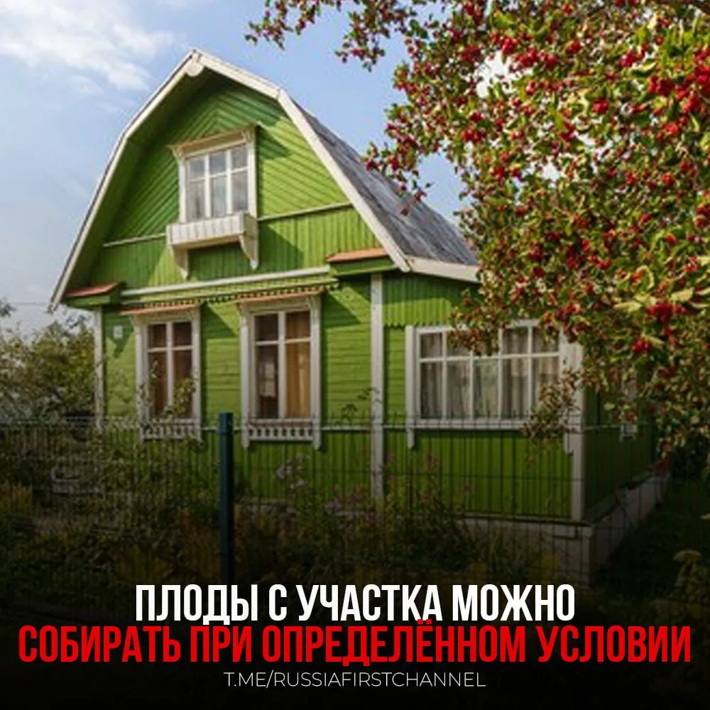 🇷🇺🍏Плоды, упавшие на земельный участок со стороны соседских насаждений, могут быть з...