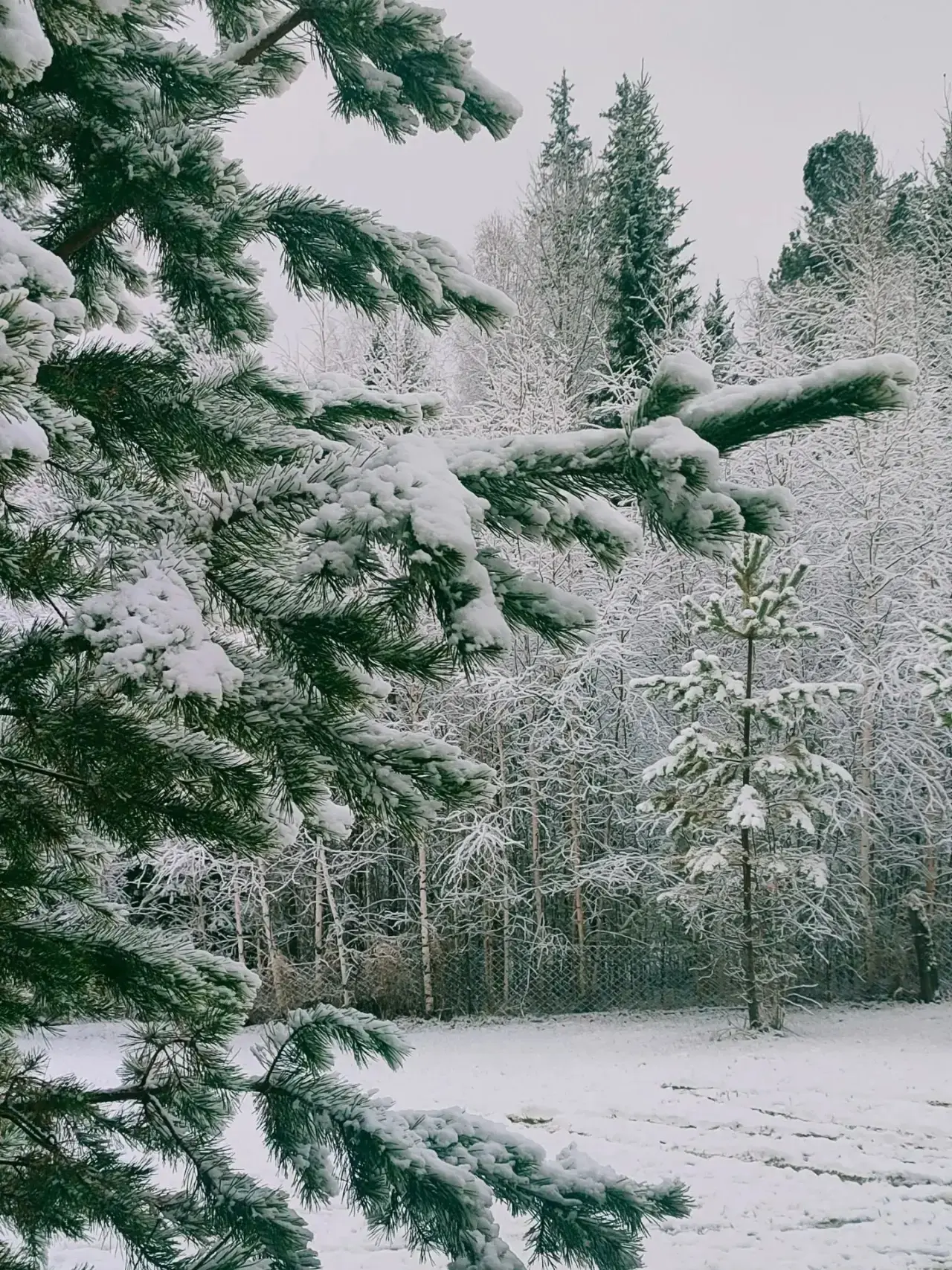 ☁️Доброе утро снежное утро.