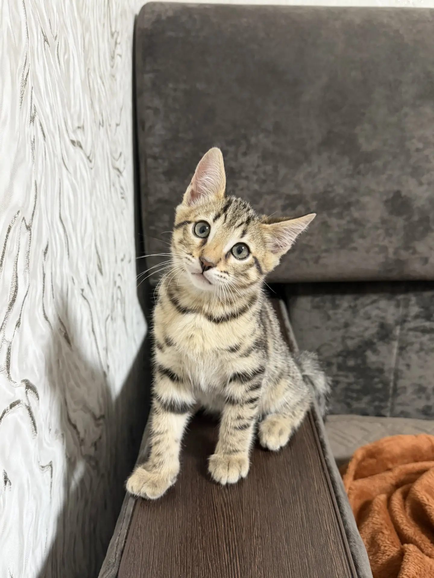 Котята бенгальские 2 месяца в хорошие руки