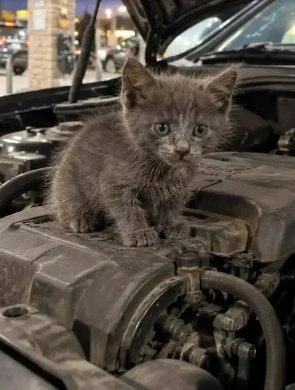 Котенка под капотом своей машины обнаружила жительница Рыбинска 🐈‍⬛