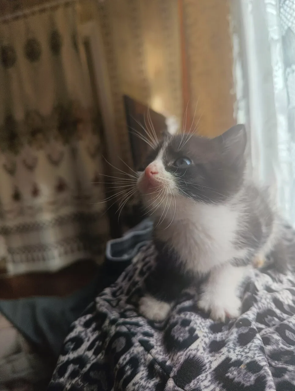 Отдам 5 котят в добрые руки, Горловка