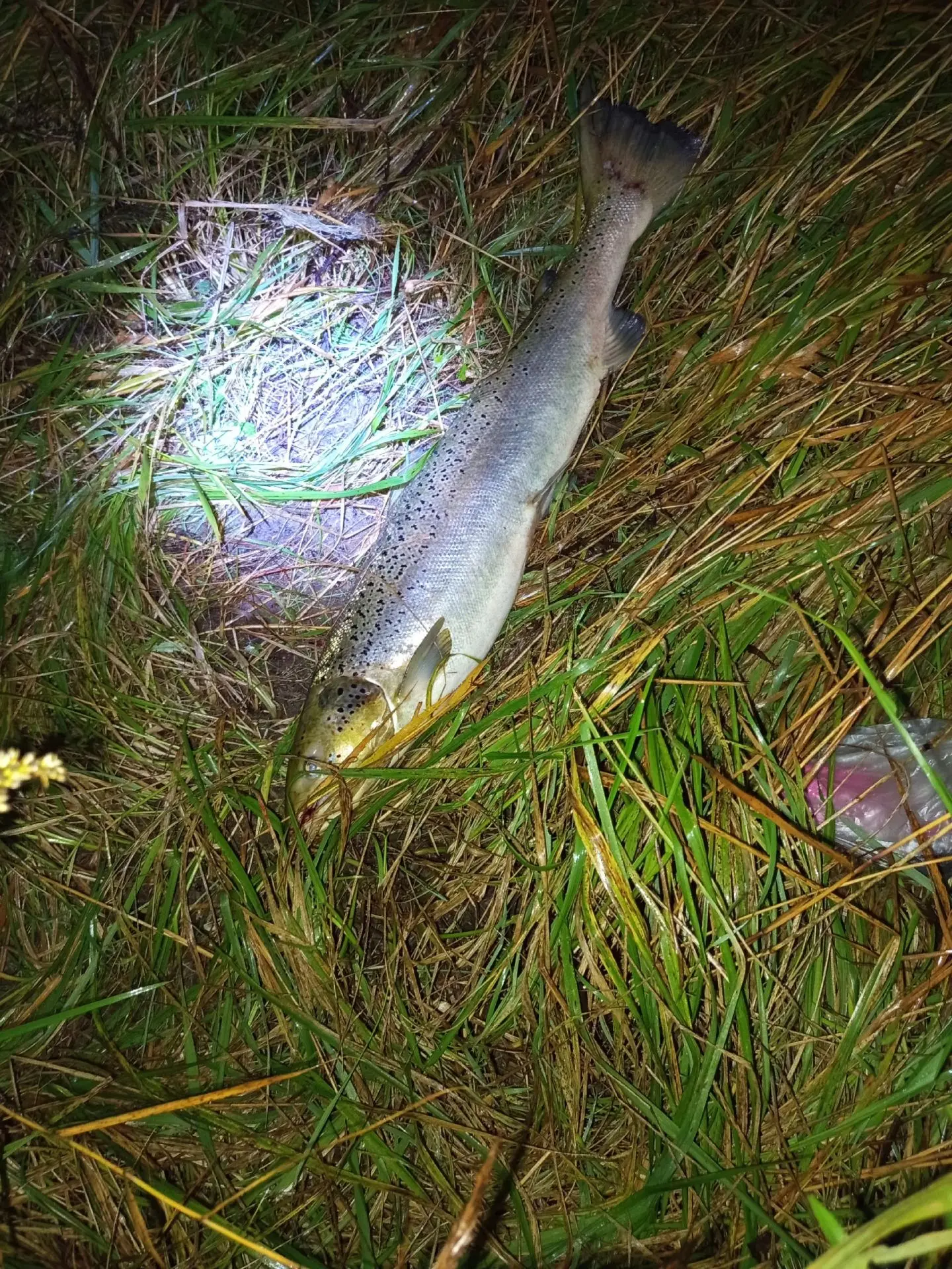 Ну как-то так 🎣🎣🎣