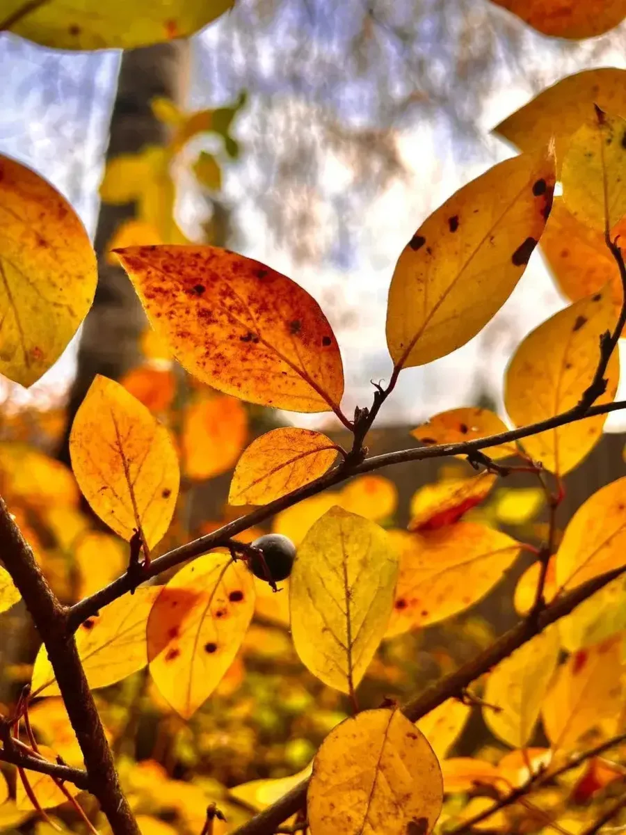 Осень в парке 🍁