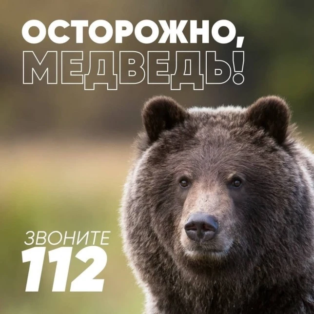 Памятка при встрече с медведем: правила безопасности и выживания!