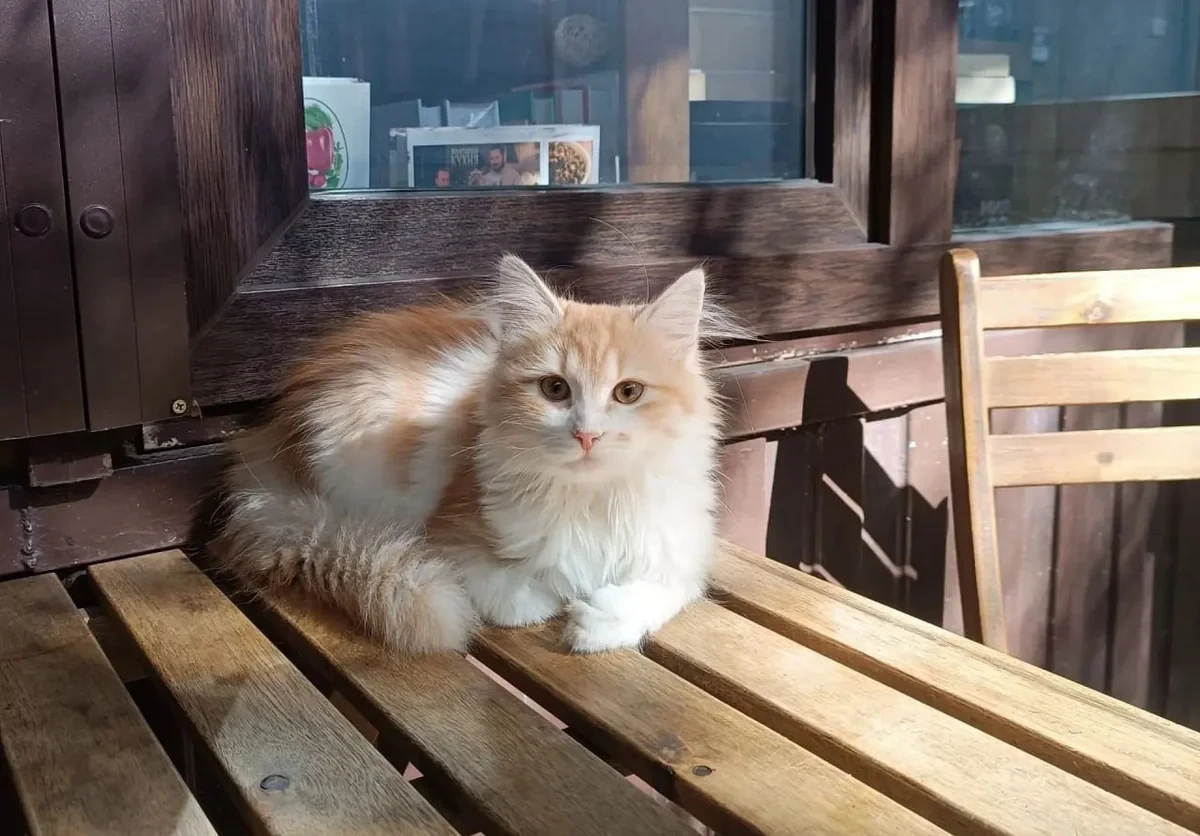 🐱 В Краснодаре из книжного магазина украли кошку Джинни
