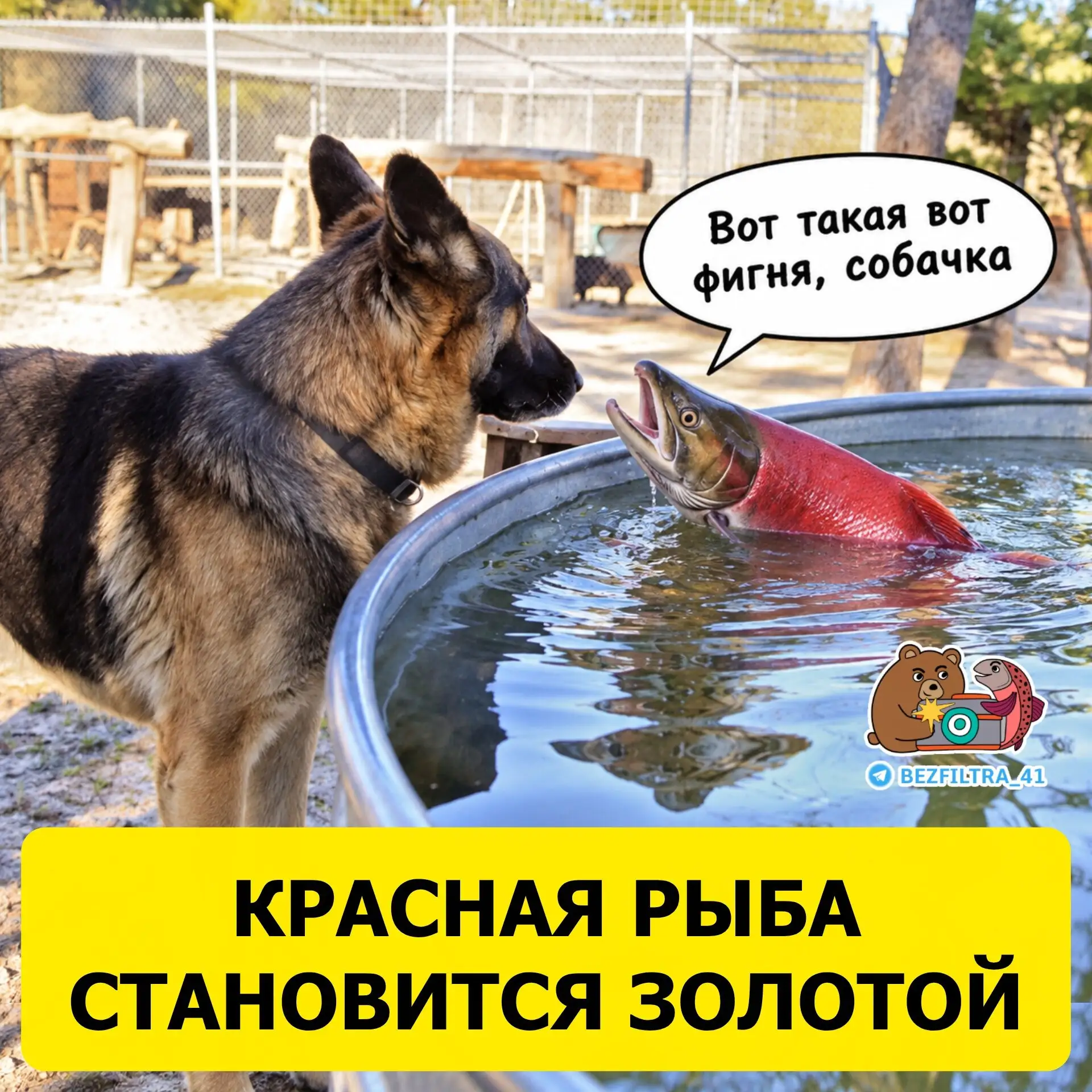 После провальной путины оптовые цены на горбушу и кету выросли почти вдвое, а нерка под...